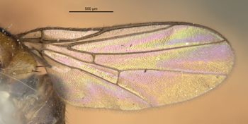 Media type: image;   Entomology 13363 Aspect: Wing, front